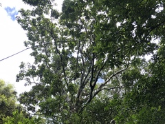 Ormosia hengchuniana