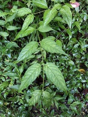 Cyclocodon lancifolius
