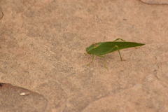 Microcentrum californicum