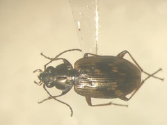 Bembidion iridipenne