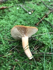 Lactarius subdulcis