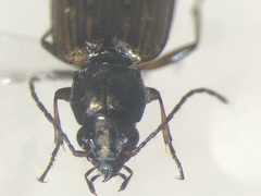 Bembidion iridipenne