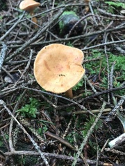 Lactarius subdulcis