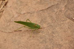 Microcentrum californicum