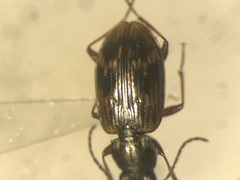 Bembidion iridipenne