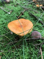 Lactarius subdulcis