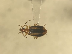 Lebia solea