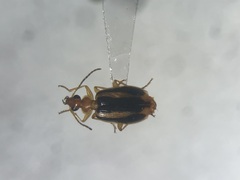 Lebia solea