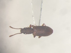 Silvanoprus angusticollis