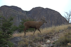 Hippocamelus bisulcus