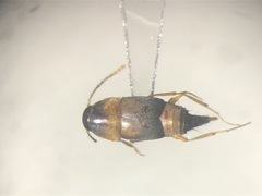 Sepedophilus littoreus