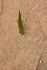 Microcentrum californicum