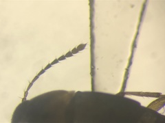 Sepedophilus littoreus