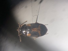 Mycetophagus punctatus