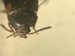 Mycetophagus punctatus