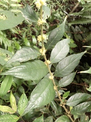 Lasianthus curtisii