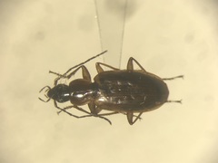 Agonum lutulentum