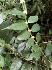 Lasianthus curtisii