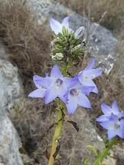 Campanula versicolor tenorei