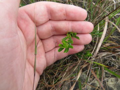 Hypericum sphaerocarpum