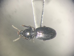 Dyschirius politus