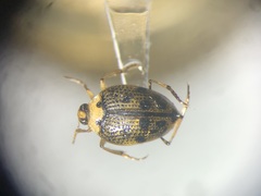 Peltodytes edentulus