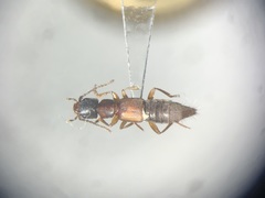 Achenomorphus corticinus