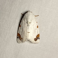 Chasmina pulchra