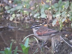 Emberiza capensis cinnamomea