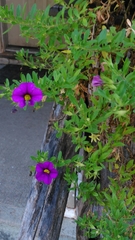 Angiospermae