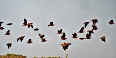 Pterocles personatus
