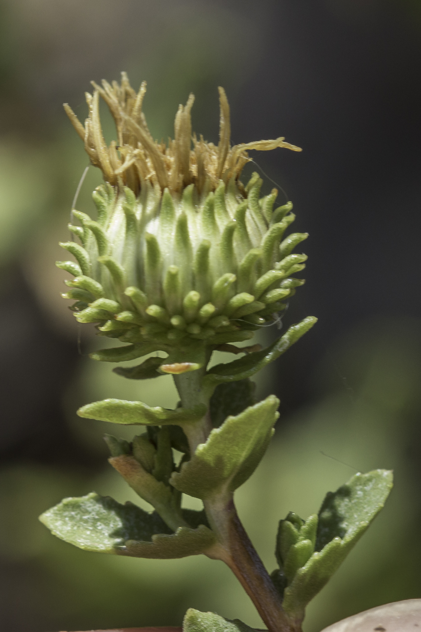 Grindelia havardii