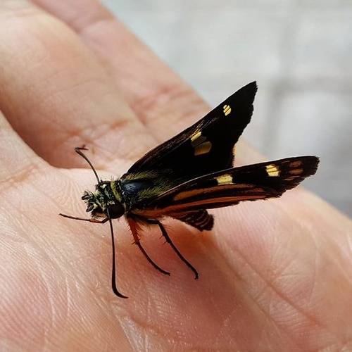 Gold-rayed Skipperling