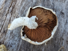 Hemipholiota