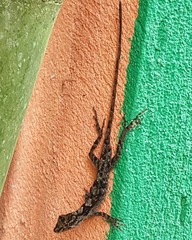 Anolis schiedii