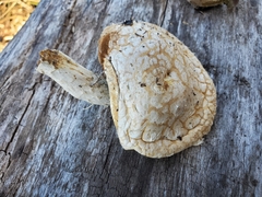 Hemipholiota