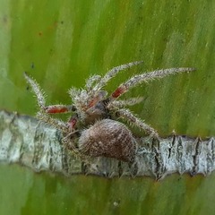 Eriophora edax