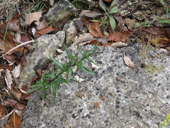 Hypericum sphaerocarpum