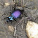 Concave-collared Snail-eating Beetle - Photo (c) Jared Gorrell, some rights reserved (CC BY-NC), uploaded by Jared Gorrell