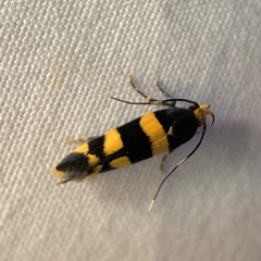 Limnaecia polycydista