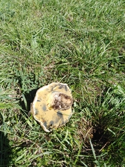 Butyriboletus appendiculatus
