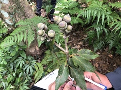 Lithocarpus shinsuiensis