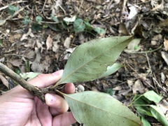 Lithocarpus shinsuiensis