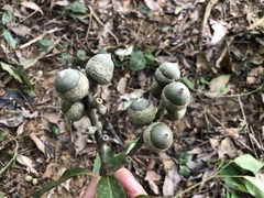 Lithocarpus shinsuiensis