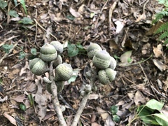 Lithocarpus shinsuiensis