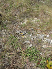 Rudbeckia missouriensis