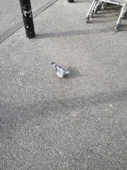 Columba livia