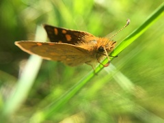 Heteropterinae