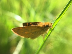 Heteropterinae