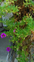 Angiospermae